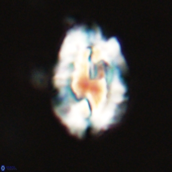 Ellipsolithus macellus 69177