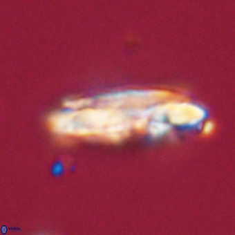 Ellipsolithus macellus 69170