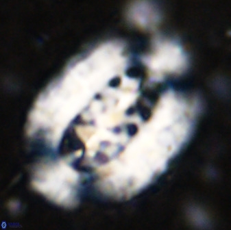 Ellipsolithus aubryae 49351