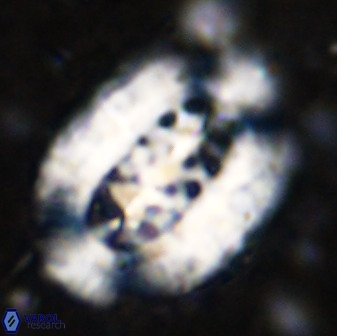 Ellipsolithus aubryae 49351