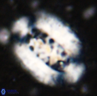 Ellipsolithus aubryae 49353