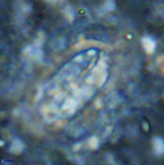 Ellipsolithus aubryae 49355