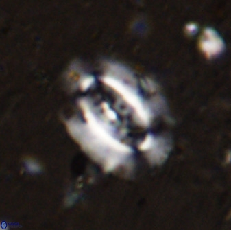 Ellipsolithus alabamaensis 50178