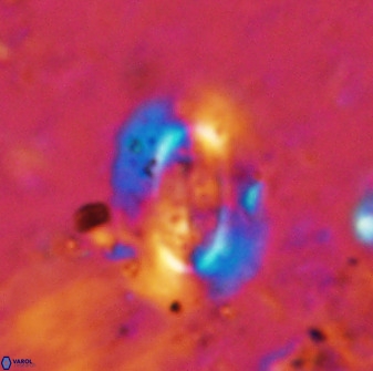 Ellipsolithus alabamaensis 50180