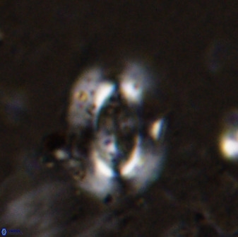 Ellipsolithus alabamaensis 50181