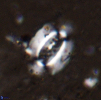 Ellipsolithus alabamaensis 50182