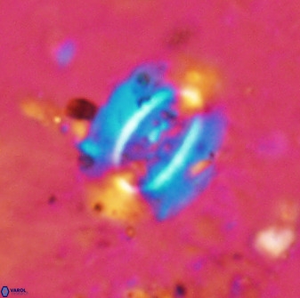 Ellipsolithus alabamaensis 50183