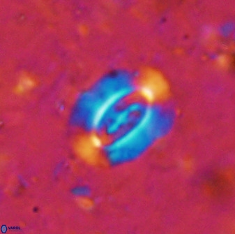 Ellipsolithus alabamaensis 50369