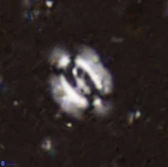 Ellipsolithus alabamaensis 50373