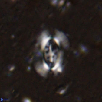 Ellipsolithus alabamaensis 50370