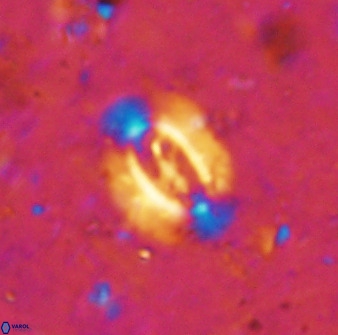 Ellipsolithus alabamaensis 50372