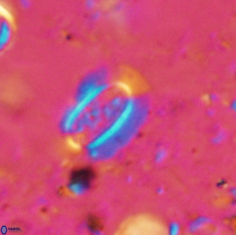 Ellipsolithus alabamaensis 50438