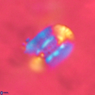 Ellipsolithus alabamaensis VR 00741