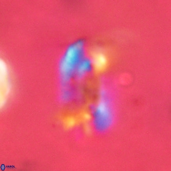 Ellipsolithus alabamaensis VR 00744