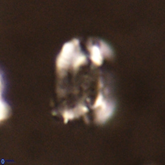 Ellipsolithus alabamaensis VR 00746