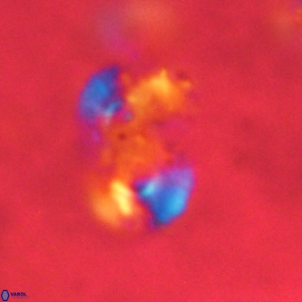 Ellipsolithus alabamaensis VR 00719