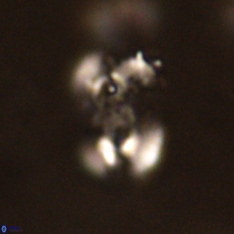 Ellipsolithus alabamaensis VR 00720