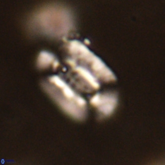 Ellipsolithus alabamaensis VR 00721