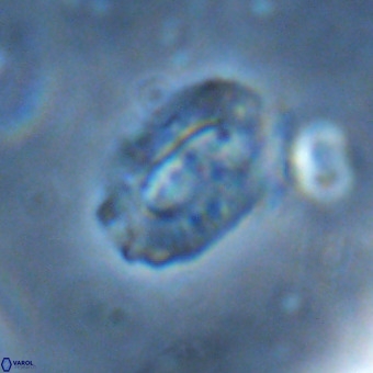 Ellipsolithus alabamaensis VR 00723