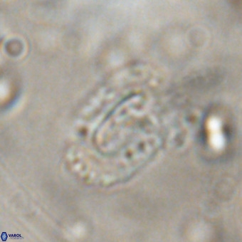 Ellipsolithus alabamaensis VR 00725