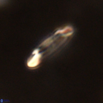 Ellipsolithus alabamaensis VR 00728