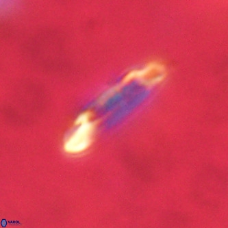 Ellipsolithus alabamaensis VR 00729