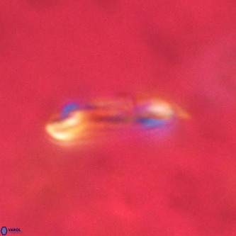 Ellipsolithus alabamaensis VR 00730