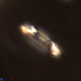 Ellipsolithus alabamaensis VR 00732