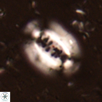 Ellipsolithus alabamaensis VR 01450