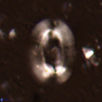 Ellipsolithus alabamaensis VR 01453