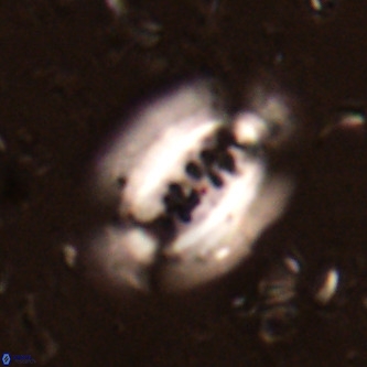 Ellipsolithus alabamaensis VR 01454