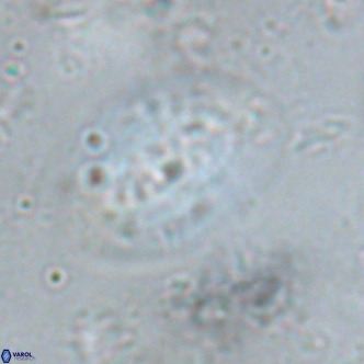 Ellipsolithus alabamaensis VR 01457