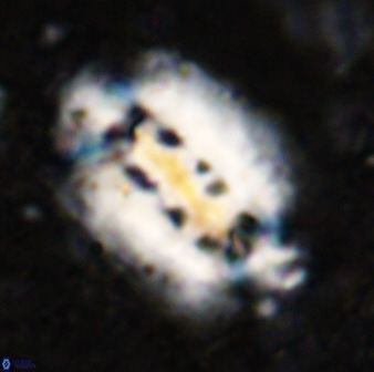 Ellipsolithus distichus 49623