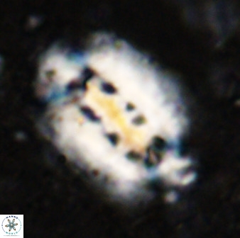 Ellipsolithus distichus 49623