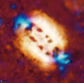 Ellipsolithus distichus 49624