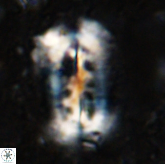 Ellipsolithus distichus 49626