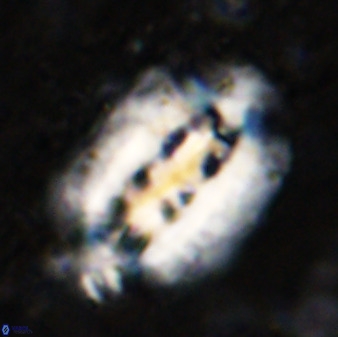 Ellipsolithus distichus 49627