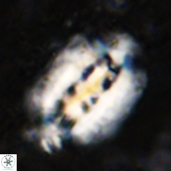 Ellipsolithus distichus 49627