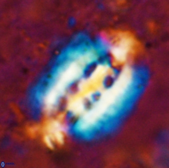 Ellipsolithus distichus 49628