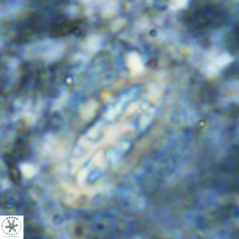 Ellipsolithus distichus 49629