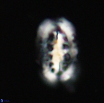 Ellipsolithus distichus 66844