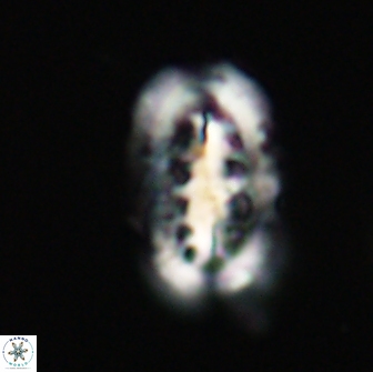 Ellipsolithus distichus 66844
