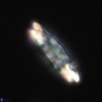 Ellipsolithus distichus 66846