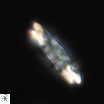 Ellipsolithus distichus 66846