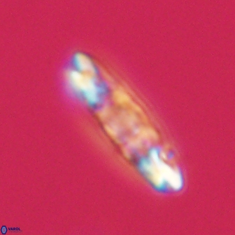 Ellipsolithus distichus 66847