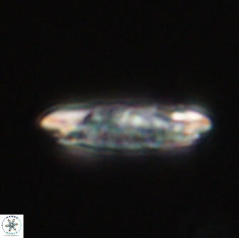 Ellipsolithus distichus 66849