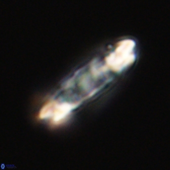 Ellipsolithus distichus 66850