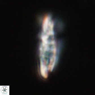 Ellipsolithus distichus 66854