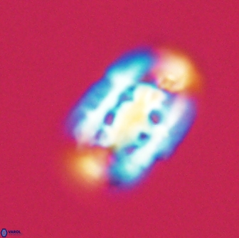 Ellipsolithus distichus 66857