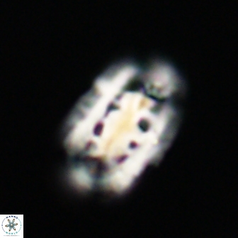 Ellipsolithus distichus 66858